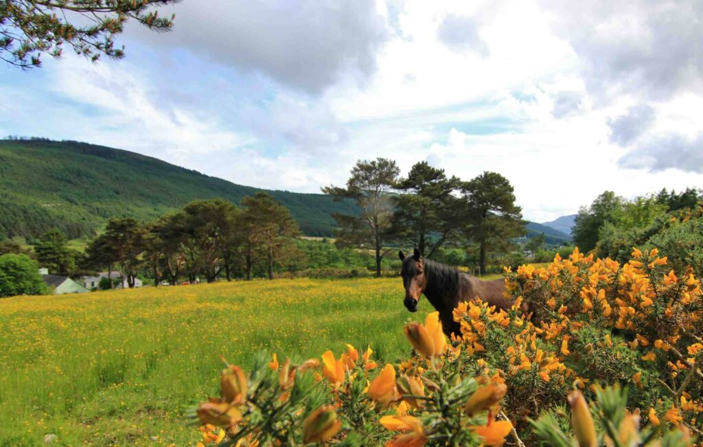 Rostrevor holidays in Kilbroney valley with horse in a field